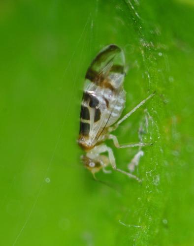Graphopsocus cruciatus